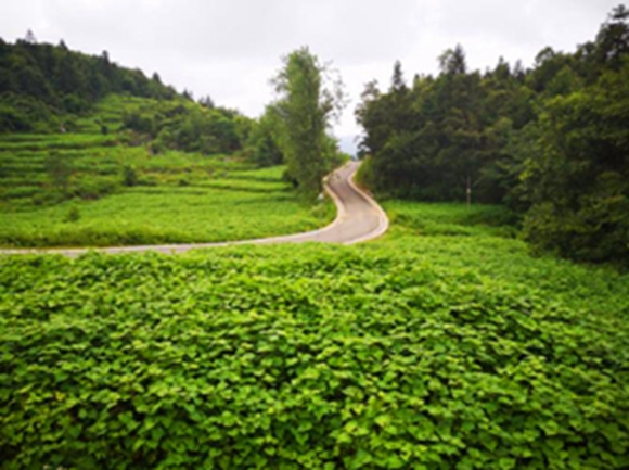 金荞麦规范化种植基地