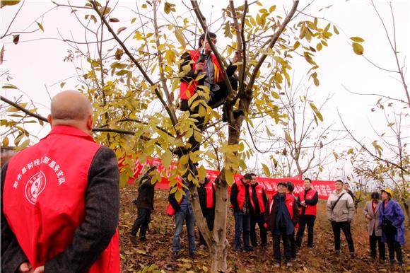 唐付进作为科技志愿者给种植大户演示果树冬季修枝。  通讯员  蔡秀 摄