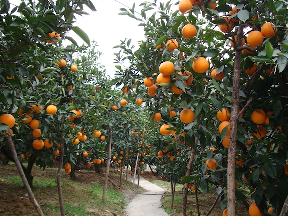 高品质栽培脐橙丰产。奉节县委宣传部供图 华龙网发JPG