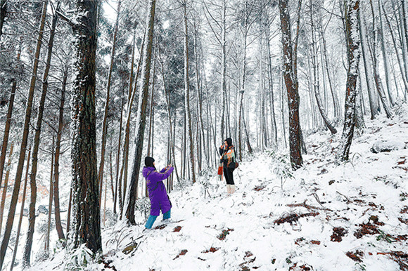 “二环路”蜀岭雄风观景台附近，游客在松林雪地里拍照。向成国 摄