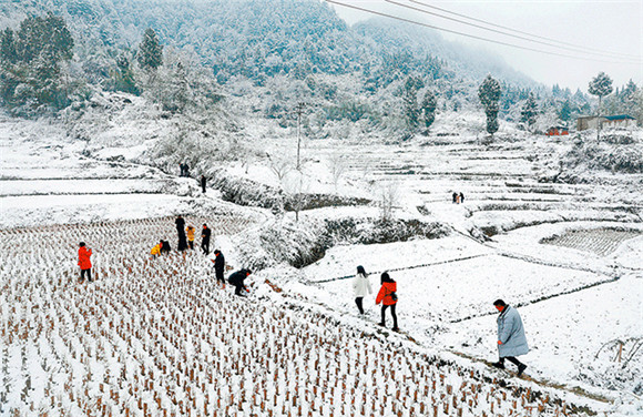 蟠龙镇“唐家坡印象”，稻田被白雪覆盖，苍茫一片。   向成国 摄