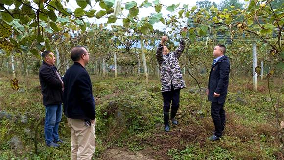 龚飞燕（右一）在王昌彬的猕猴桃园里查看猕猴桃的长势情况。通讯员 龚德财 摄