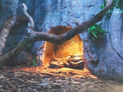 海南热带野生动植物园蟒蛇馆内装了电暖灯。