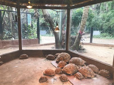 海南热带野生动植物园的苏卡达陆龟在保温箱内。