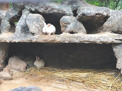 海南热带野生动植物园的兔子馆地上铺了干稻草。