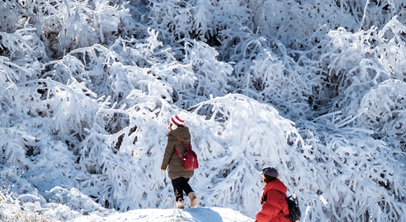 游客漫步在金佛山，领略“南国雪原”风光。通讯员 谢东洋 摄