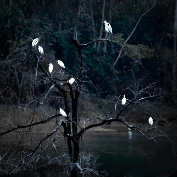 数只白鹭停留在树枝上 通讯员 马正伦 摄