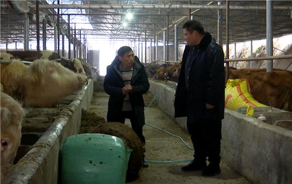 谭国强（右一）在牛场查看黄牛的长势。 通讯员 李培烈 摄