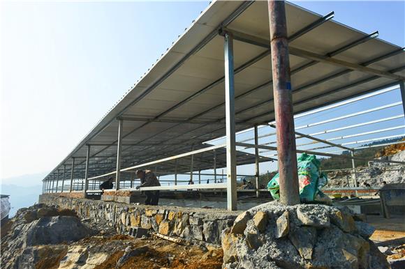 石固牛农业开发有限公司新养殖大棚建设中。通讯员  成蓉 摄