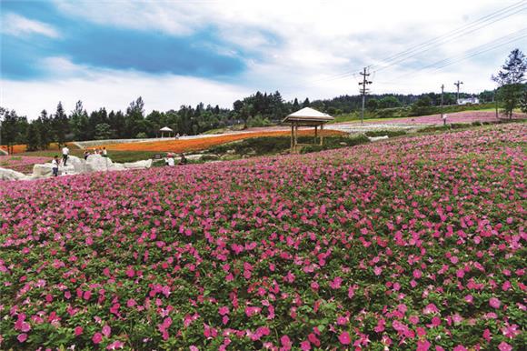 花果山景区内凤凰茶乡云雾缭绕,一排排茶垄依山起伏,错落有致,绵延