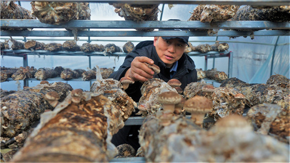 6.刘俊在香菇基地检查香菇生长情况。 田静 摄