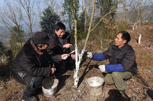 秦发林（右）指导村民对果树刷白。特约通讯员 隆太良 摄