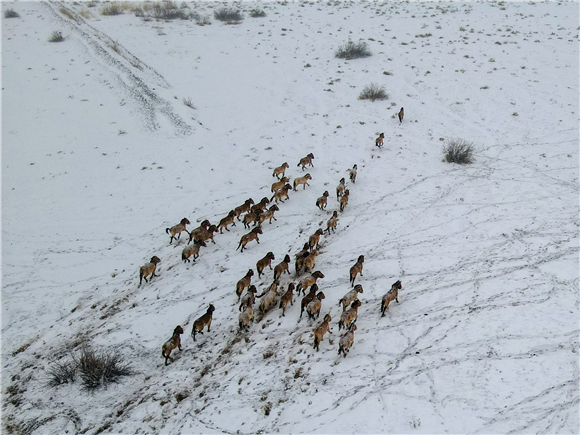 在新疆吉木萨尔县境内，普氏野马在雪地里奔腾（无人机照片）。新华社记者 高晗 摄