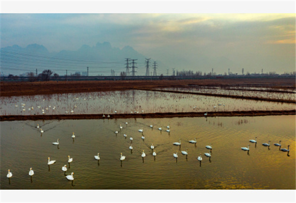 1月26日，成群的白天鹅在西岳华山脚下的长涧河蓄滞洪区湿地游弋。新华社记者 陶明 摄