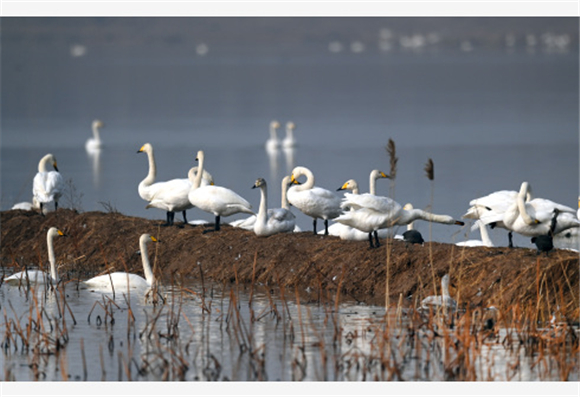 成群的白天鹅在西岳华山脚下的长涧河蓄滞洪区湿地休憩。新华社记者 陶明 摄