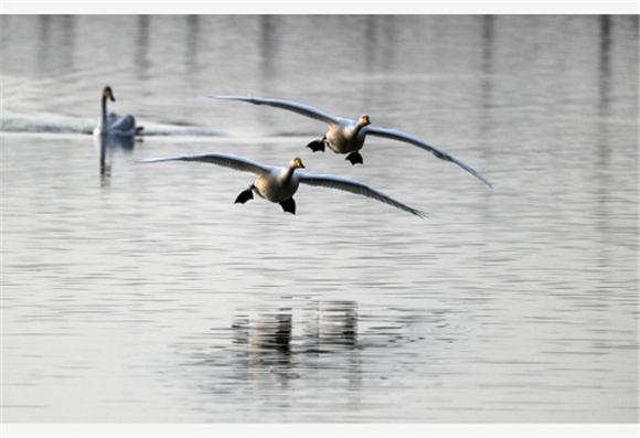 两只白天鹅在西岳华山脚下的长涧河蓄滞洪区湿地飞翔。新华社记者 陶明 摄