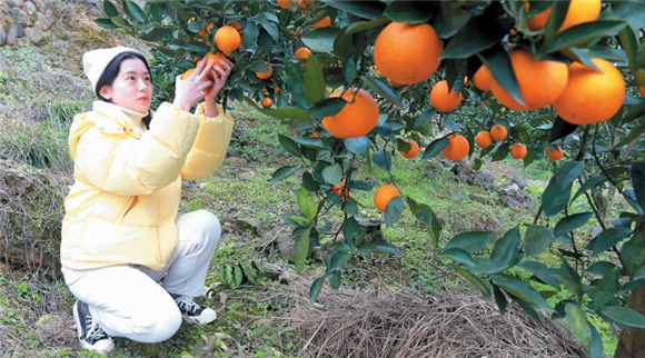 游客采摘血橙。通讯员 李远捷 摄