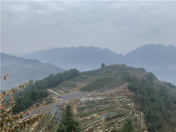 1远远眺望茶山。华龙网-新重庆客户端张馨月 摄