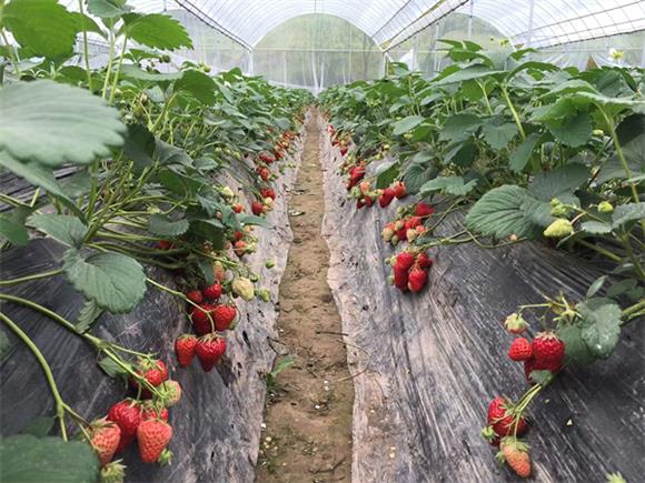汶溪村的大棚草莓红了。通讯员 李达元 摄