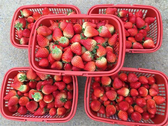 红红的草莓装满篮。通讯员 李达元 摄