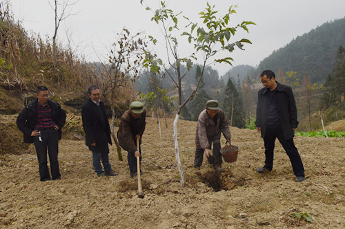 1万寿村干部在指导村民对核桃树施农家肥。特约通讯员 隆太良 摄