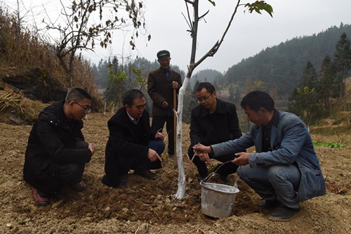 2万寿村干部在指导村民对核桃树刷白杀菌。特约通讯员 隆太良 摄