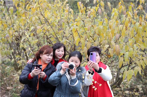 3游客在梅花丛中拍照。通讯员 陈仕川 摄