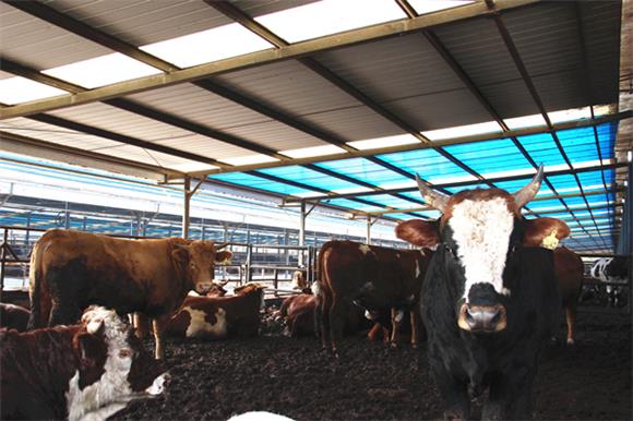 丰都县高家镇万头肉牛养殖场。通讯员 李达元 摄