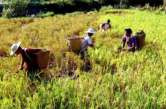 石佛村村民正在高兴地收割再生稻。通讯员 侯祥 供图
