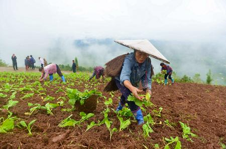 桐垭村的村民们在移栽青菜苗。通讯员 成蓉 摄