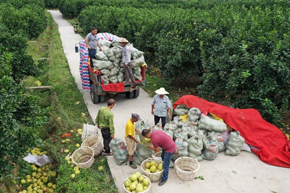 10月的仙游县度尾镇，果农们采摘完文旦柚后正在进行初级分拣。通讯员 马可 摄