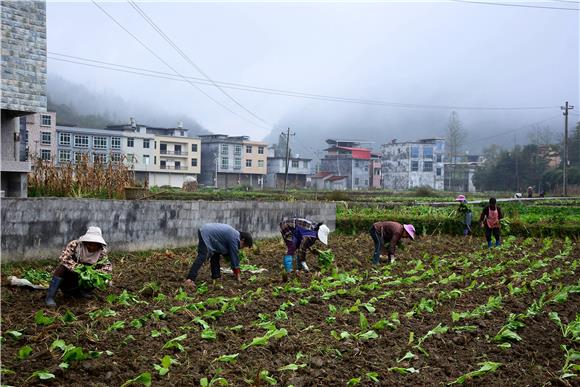 村民在涂家寨村栽种榨菜。通讯员 储潇 摄