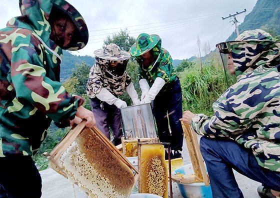 2刘永邹与附近的村民在老家取蜂蜜。特约通讯员 李诗素 摄