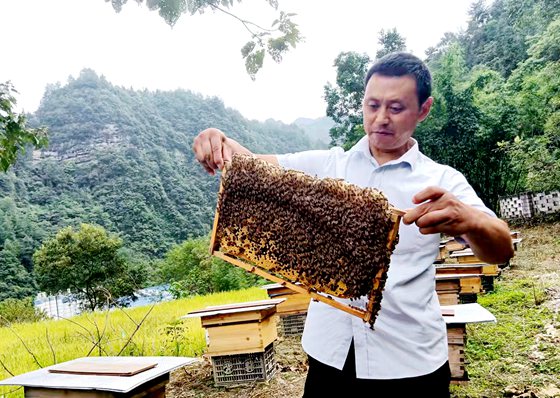 1刘永邹取出蜜蜂的劳动成果。特约通讯员 李诗素 摄