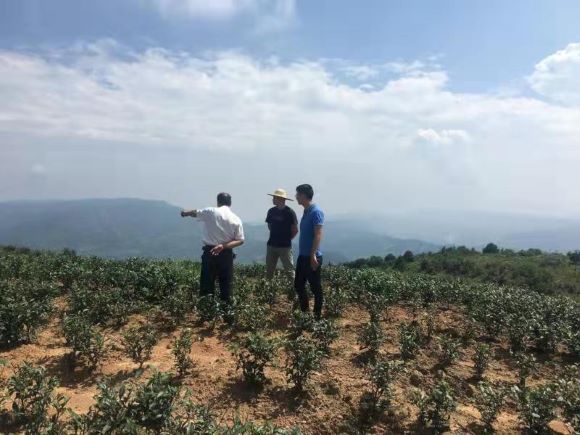 刘伟正在和村干部谋划茶山产业布局。綦江区委宣传部供图 华龙网发