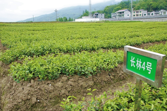 重庆武陵山油茶研究院有限公司苗圃基地里油茶苗长势兴旺。通讯员 彭媛 摄