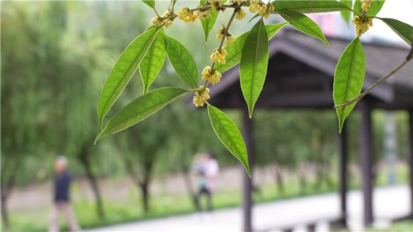 奉节：又是一年秋意浓 满城尽飘桂花香