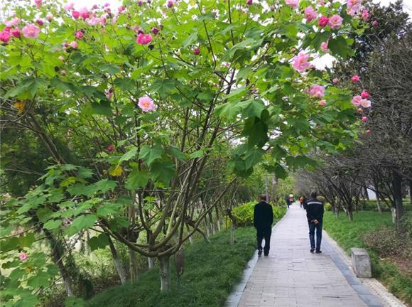 市民漫步在木芙蓉树下。通讯员 周海媚 摄 市民漫步在木芙蓉树下。通讯员 周海媚 摄
