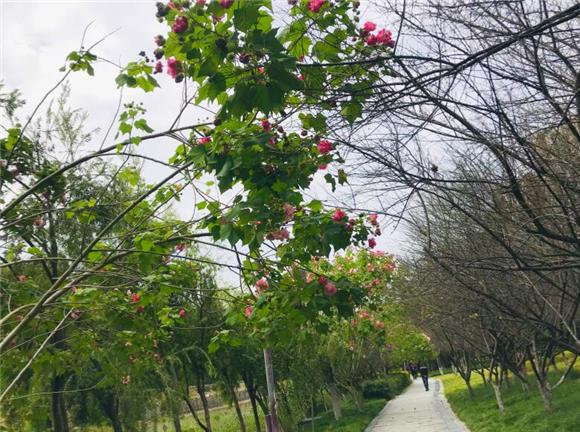 深秋時節奉節縣濱河公園木芙蓉花花開正豔