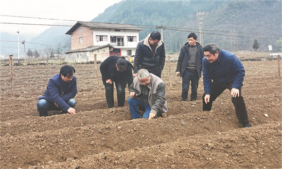 太平坝乡农服中心技术员指导农户种植中药材。通讯员 李达元 摄