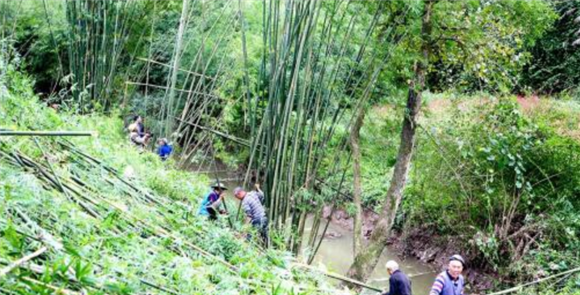 河图镇中图村村民正在清理河道边的竹子。通讯员 黎明 摄
