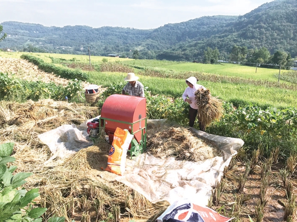 农户正在收割稻子。通讯员 谭明涛 吴狄 摄