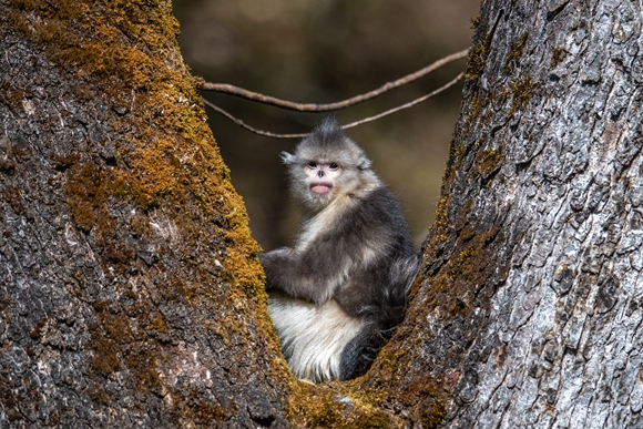 云南迪庆藏族自治州香格里拉滇金丝猴国家公园里的滇金丝猴。