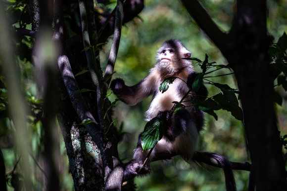 云南迪庆藏族自治州香格里拉滇金丝猴国家公园里的滇金丝猴。 (2)