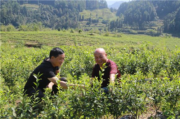 张国旗（右）与彭林在查看茶叶长势。通讯员 刘良玉 摄