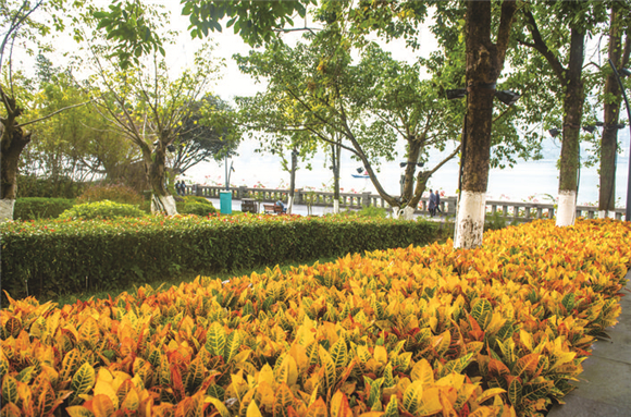 2各色鲜花植物将公园装扮得五彩斑斓。通讯员 侯本艳 摄