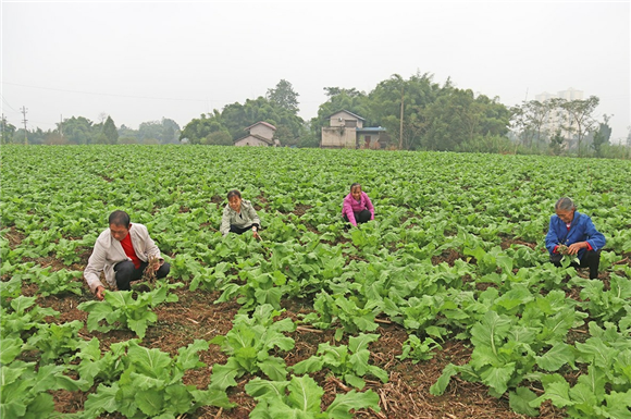 村民在兒菜地裡除草