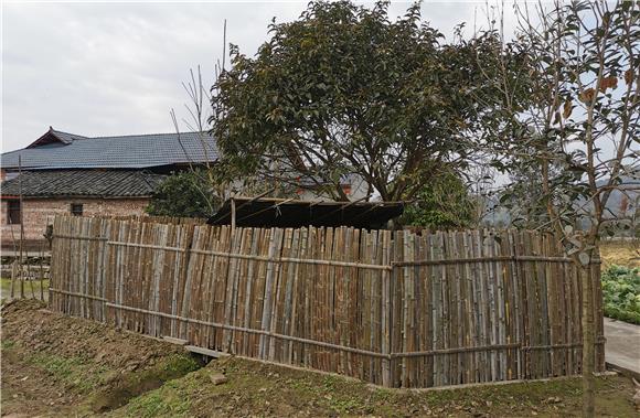 象山村村民用楠竹编制的鸡鸭圈舍。通讯员 陈刚 摄