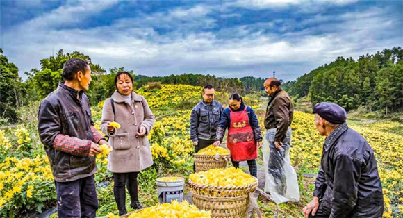 村民在基地采收菊花。通讯员 聂灵灵 摄