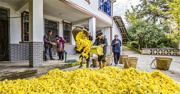 采收的菊花堆满了院坝。通讯员 彭应忠 摄